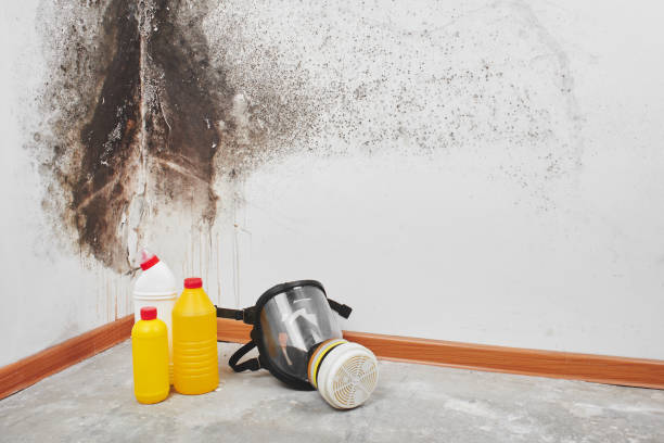 Best Residential Mold Remediation in Lewiston, MN
