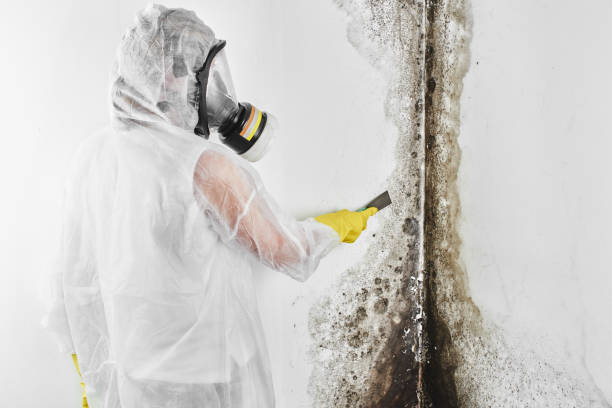 Best Mold Testing and Inspection Services in Lewiston, MN