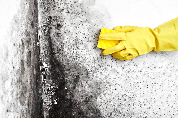 Best Post-Flood Mold Remediation in Lewiston, MN