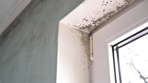 Trusted Lewiston, MN Mold Remediation Experts