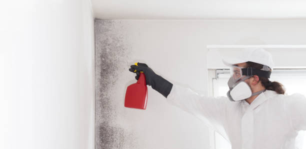 Best Bathroom Mold Remediation in Lewiston, MN