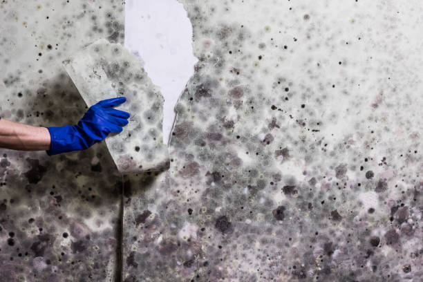 Best Residential Mold Remediation in Lewiston, MN